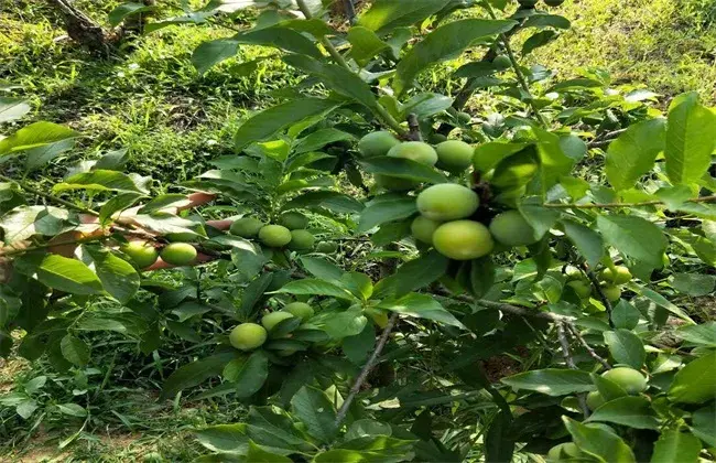 三月李高产种植技术