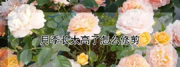 月季长太高了怎么修剪