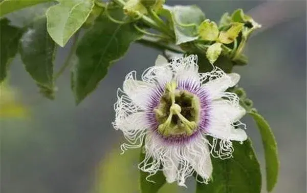 罗汉果花开花时间和图片 罗汉果的花语和寓意