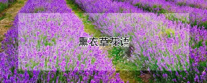 熏衣草花语