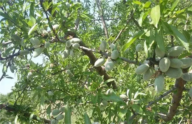 巴旦木的种植技术