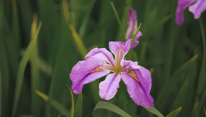 鸢尾花的花语是什么？