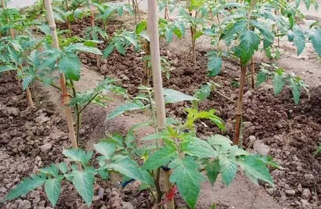 夏茬蔬菜苗期控旺，这些问题要堤防！