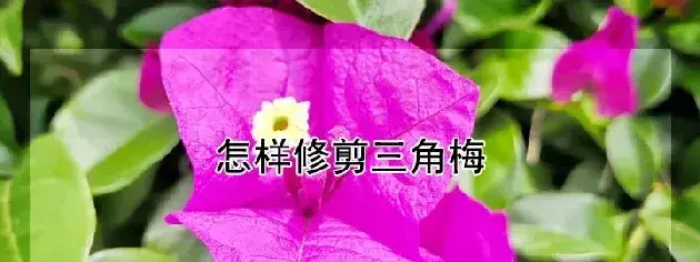 怎样修剪三角梅