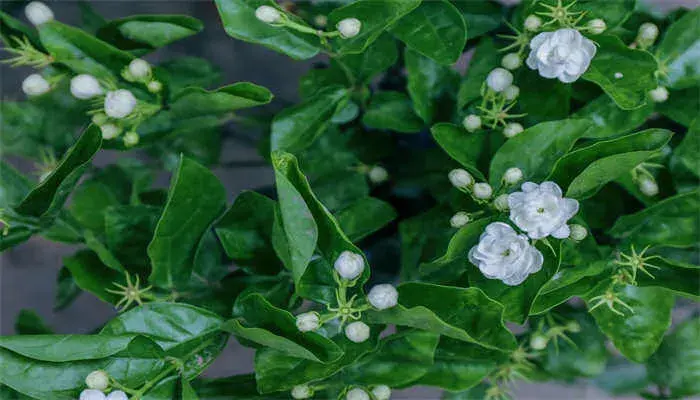 茉莉花的花语和象征意义 茉莉花的花语和象征意义是什么