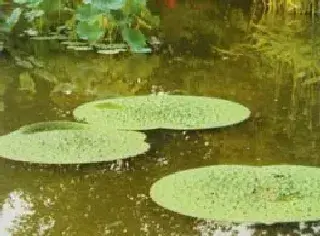 芡
