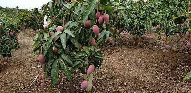 种植反季节芒果如何提高产量？