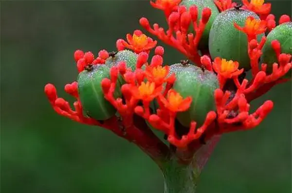 花棒树的花语 花棒和沙柳哪个好