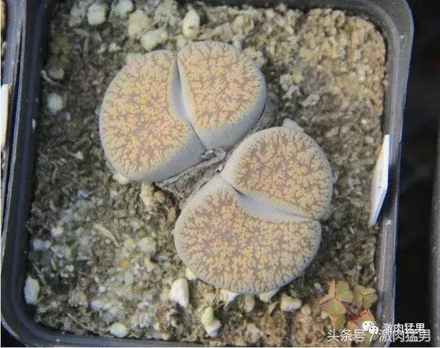 多肉小屁股品种区别