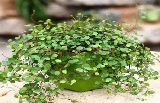 婚纱吊兰水培的养殖办法