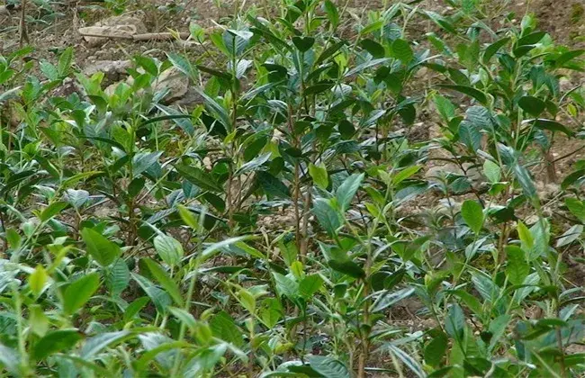 茶叶栽培的小心事项