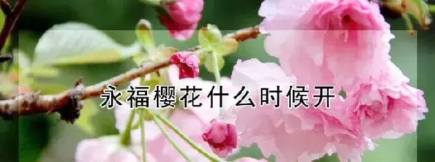 永福樱花什么时候开