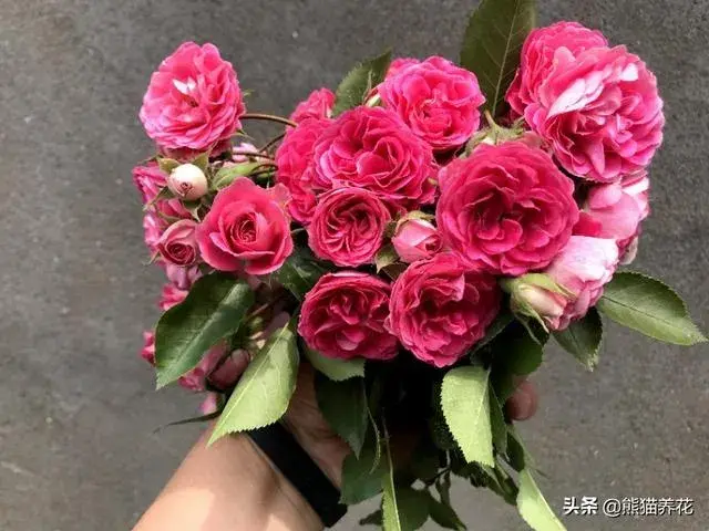 怎样才能种好月季花？