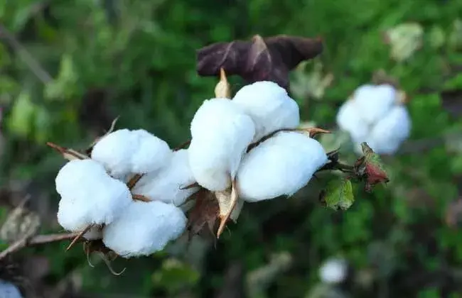 棉花苗期管理技术要点