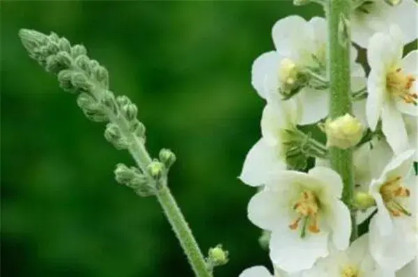 白色毛蕊花花语 毛蕊花怎么养