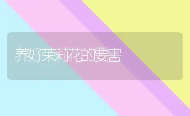 养好茉莉花的要害 | 家庭养花