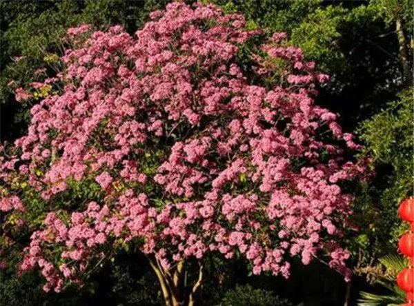 红花风铃木价格 红花风铃木花期和花语