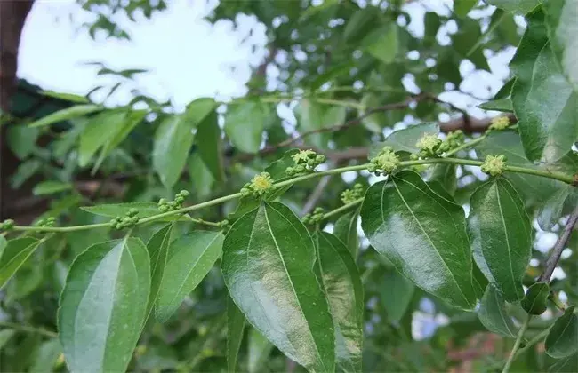 枣树开花不结果的 因素