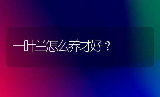 一叶兰怎么养才好？ | 家庭养花