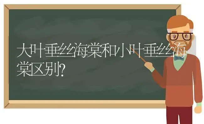 大叶垂丝海棠和小叶垂丝海棠区别？ | 绿植常识