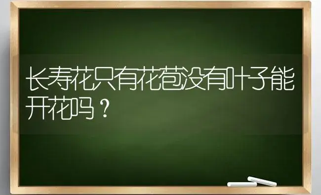 长寿花只有花苞没有叶子能开花吗？ | 多肉养殖