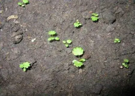 盆栽种子 | 草莓种子催芽方法