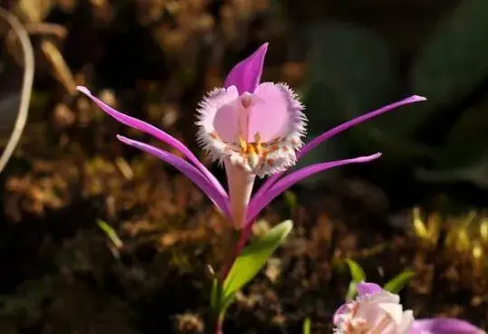 独蒜兰的花语是什么，独蒜兰的传说故事/清雅、高洁