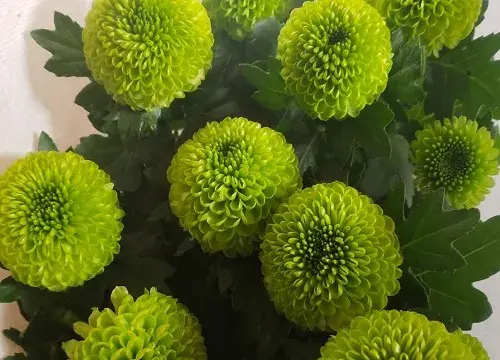 绿色菊花花语代表什么意思？