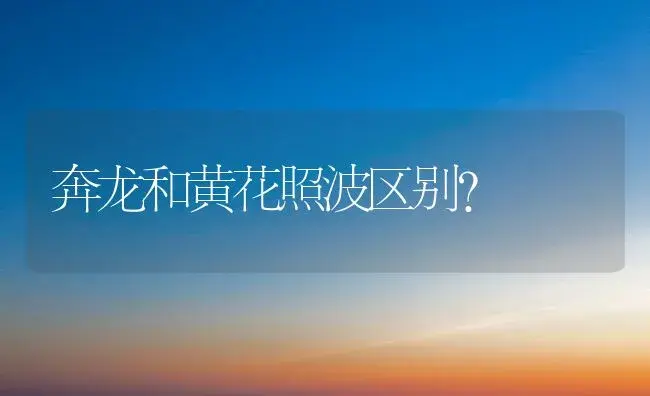 奔龙和黄花照波区别？ | 多肉养殖