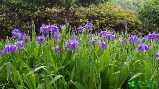 各种花花语及代表的含义有哪些？