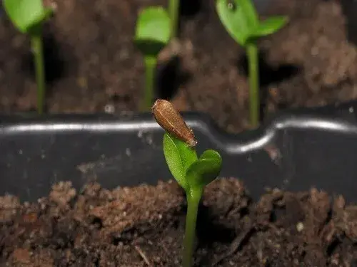 盆栽种子 | 花卉盆栽种子催芽方法