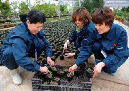 盆栽育苗 | 孔雀草繁殖育苗技术