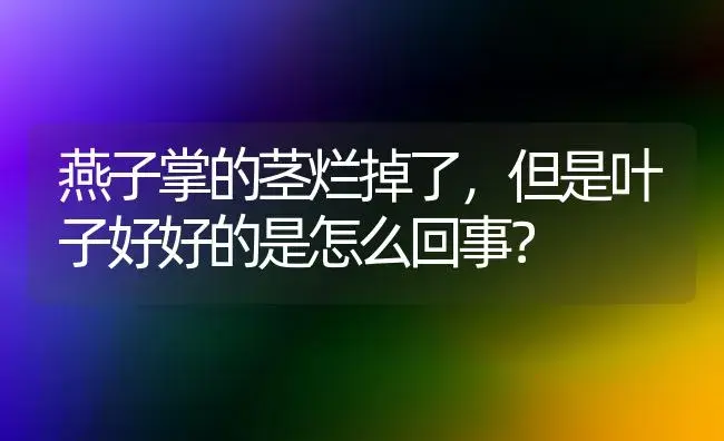 燕子掌的茎烂掉了,但是叶子好好的是怎么回事？ | 多肉养殖