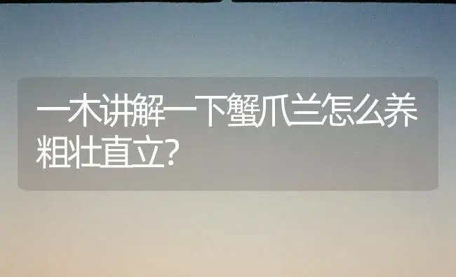一木讲解一下蟹爪兰怎么养粗壮直立？ | 多肉养殖