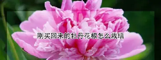 刚买回来的牡丹花根怎么栽培