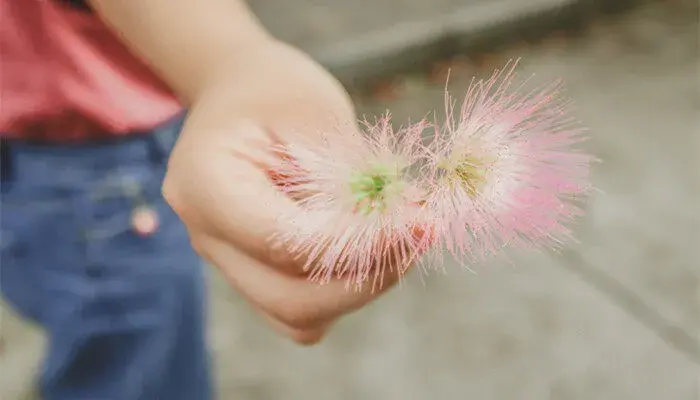 合欢花的花语和寓意 合欢花的花语和寓意有哪些