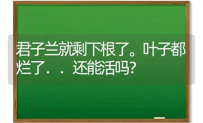 君子兰就剩下根了。叶子都烂了．．还能活吗？ | 绿植常识