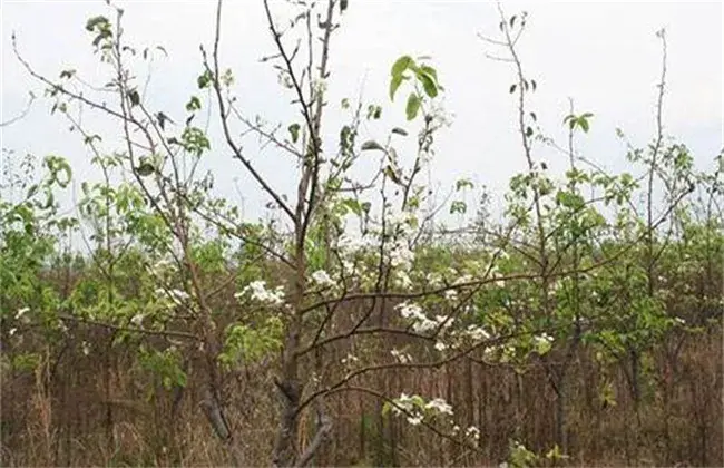 梨树反季节开花的 因素及预防办法