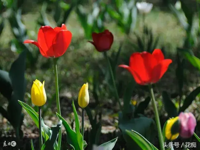 冬季开花的球根宿根花卉？