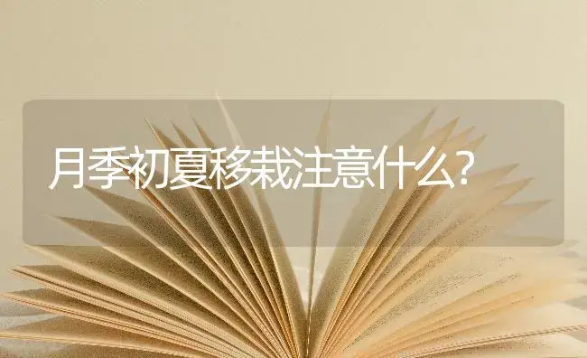 月季初夏移栽注意什么？ | 绿植常识