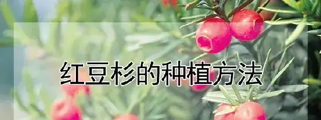 红豆杉的种植方法