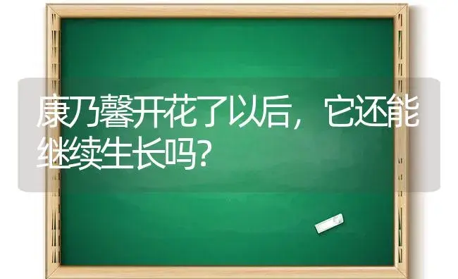 康乃馨开花了以后，它还能继续生长吗？ | 绿植常识