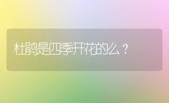 杜鹃是四季开花的么？ | 绿植常识