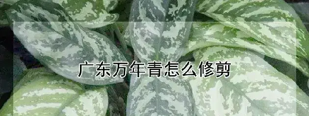 广东万年青怎么修剪