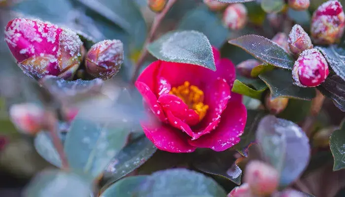 山茶花的花语和寓意