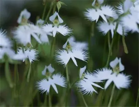 鹭草的花语和传说有哪些？