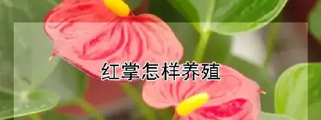 红掌怎样养殖