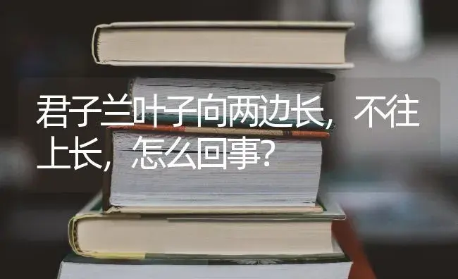 君子兰叶子向两边长，不往上长，怎么回事？ | 绿植常识