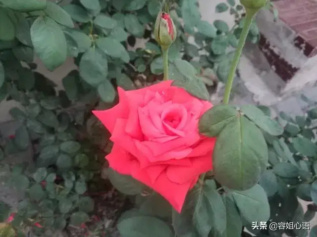 花草的叶子总是被虫吃怎么办？