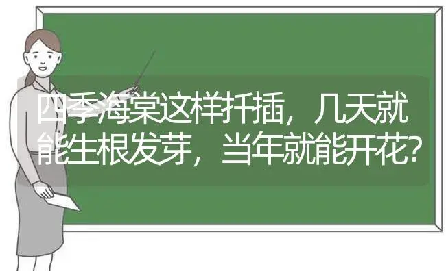 四季海棠这样扦插，几天就能生根发芽，当年就能开花？ | 绿植常识